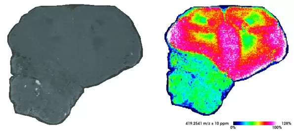 Figure 1. MALDI-MSI imaging of mouse brain tissue using cryo-sectioning